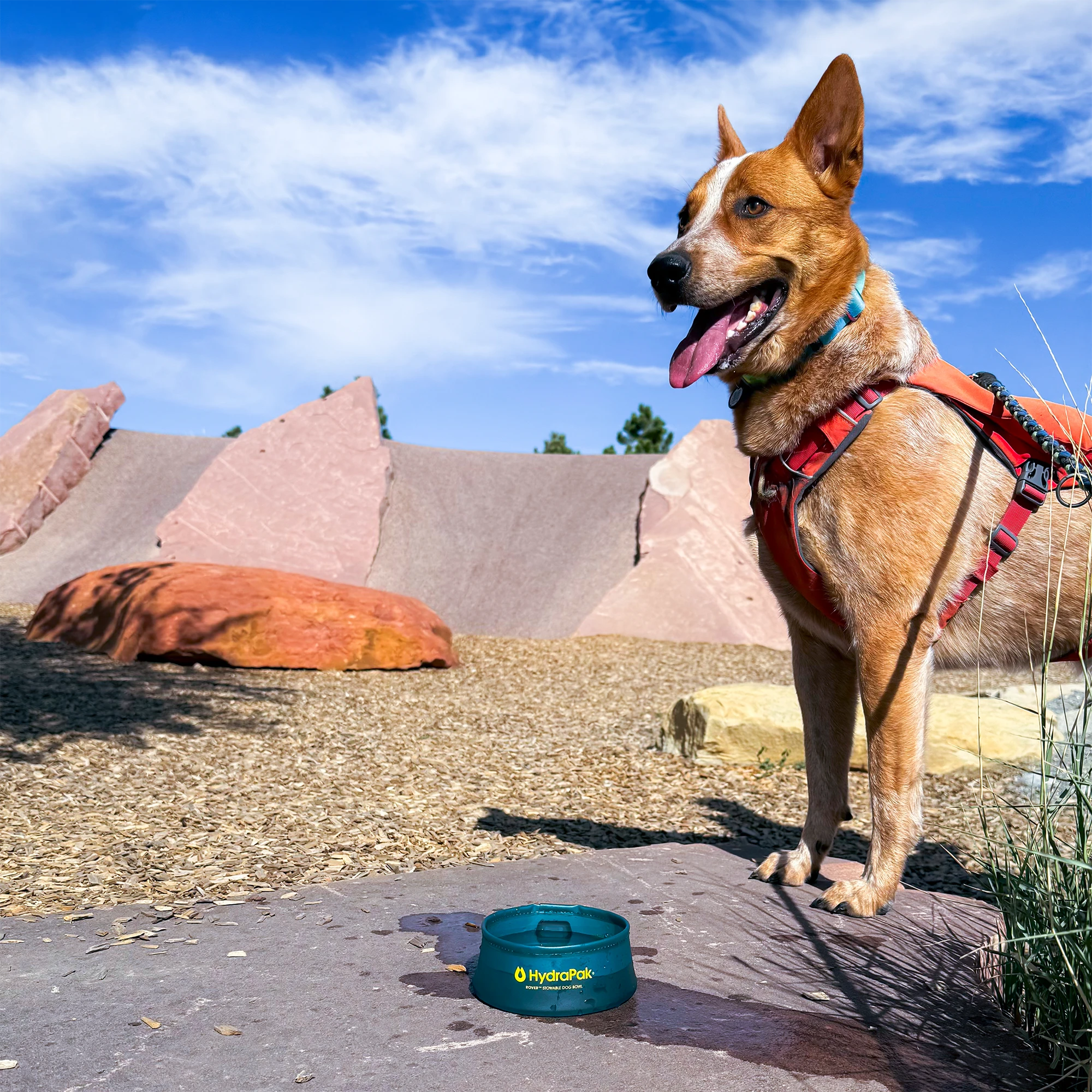 Limited Edition 2-Pack Food & Water Rover Bowls