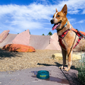 Limited Edition 2-Pack Food & Water Rover Bowls